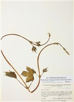 藏品(蛇麻(啤酒花))的圖片